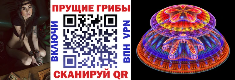 Псилоцибиновые грибы Psilocybe  ссылка на мегу как зайти  Хилок 